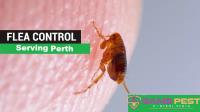 Sams Flea Control Perth image 3